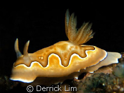 CHROMODORIDIDAE-Co's Chromodoris. Capture by Canon G9 wit... by Derrick Lim 